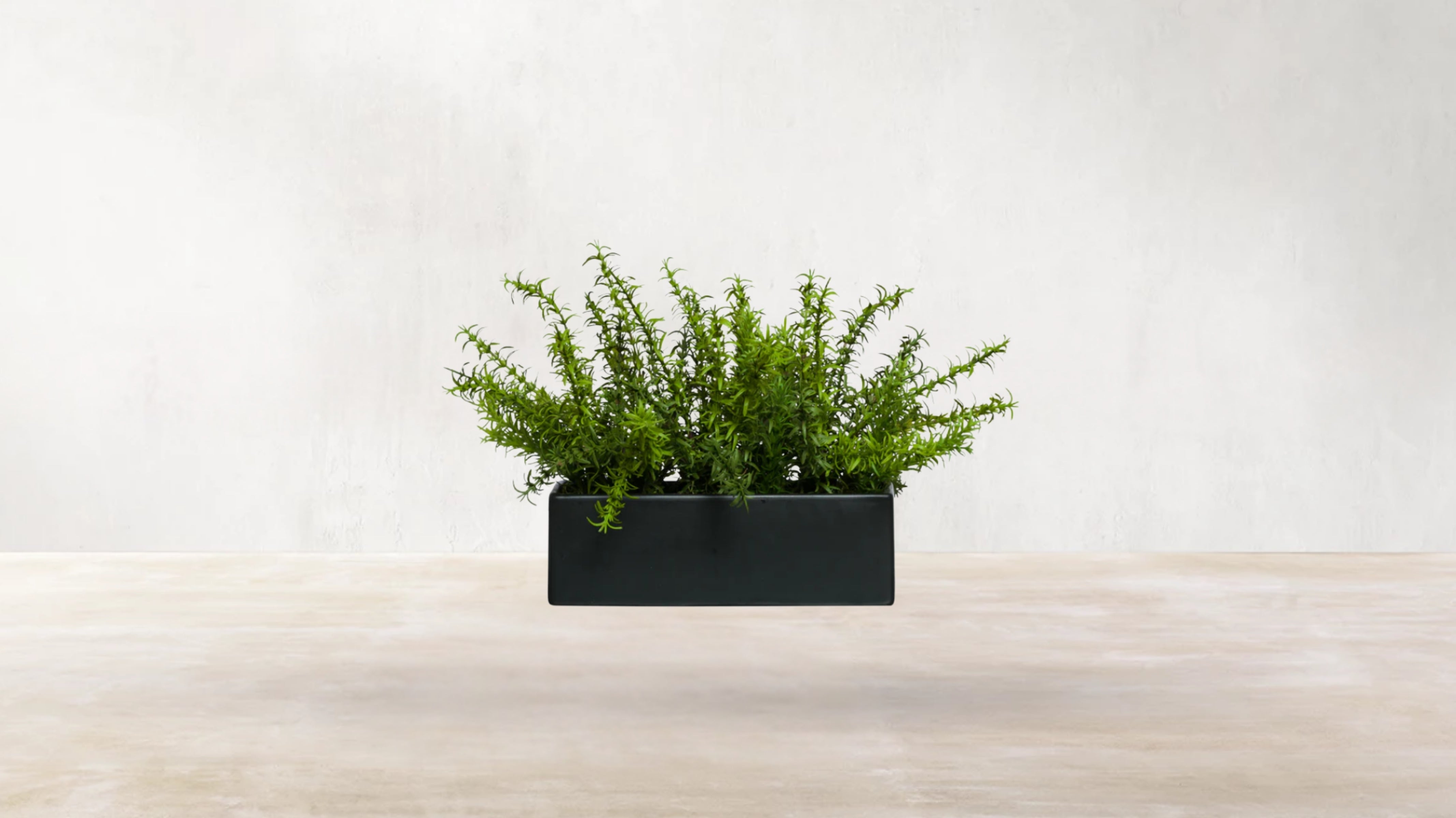 Spanish Rosemary