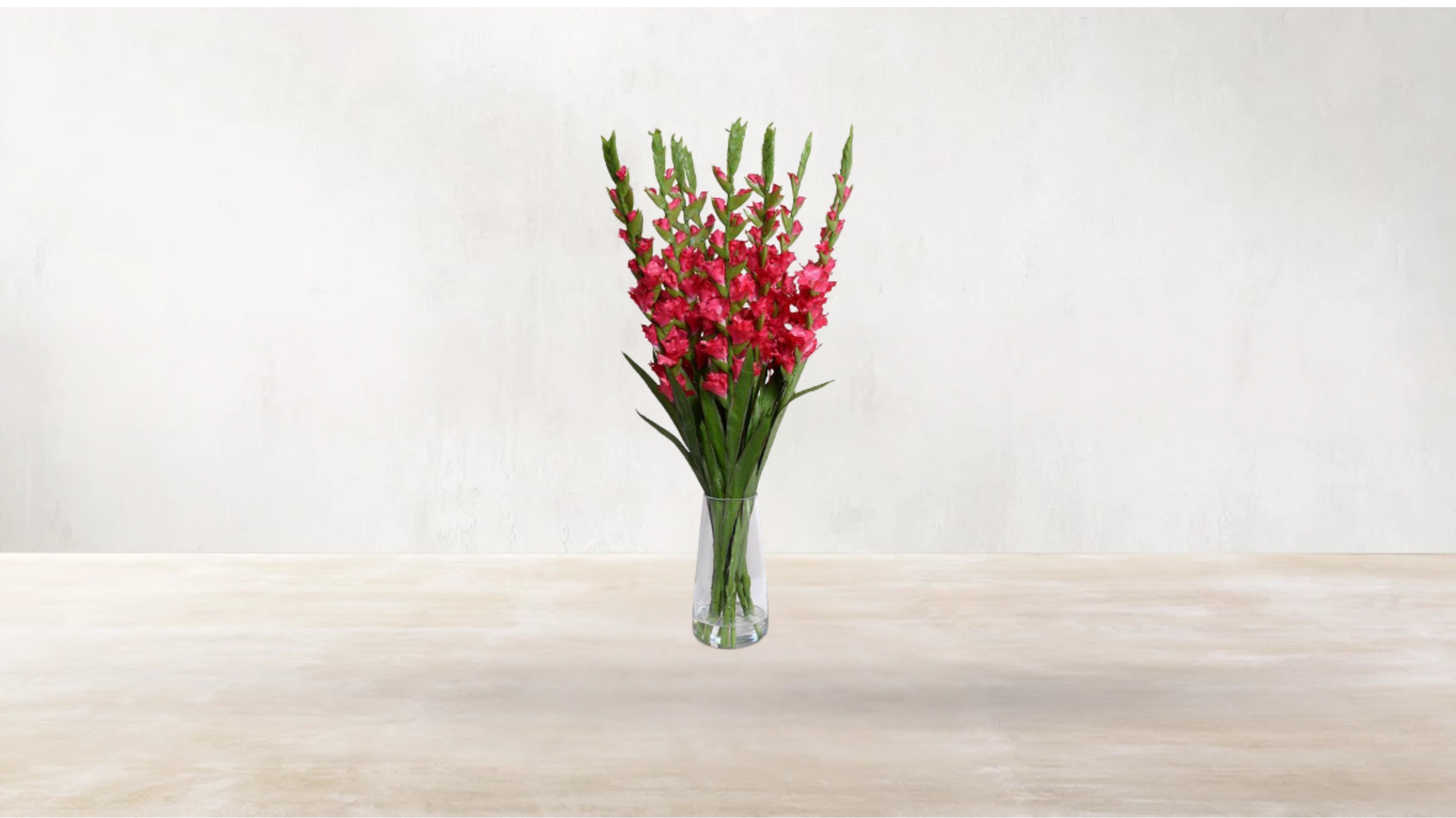 Roman Gladiolus Motifs