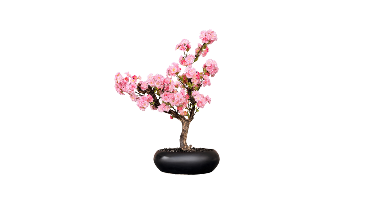 Japanese Cherry Blossom Tree