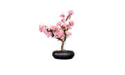 Japanese Cherry Blossom Tree