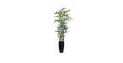 Australian Kentia Palm