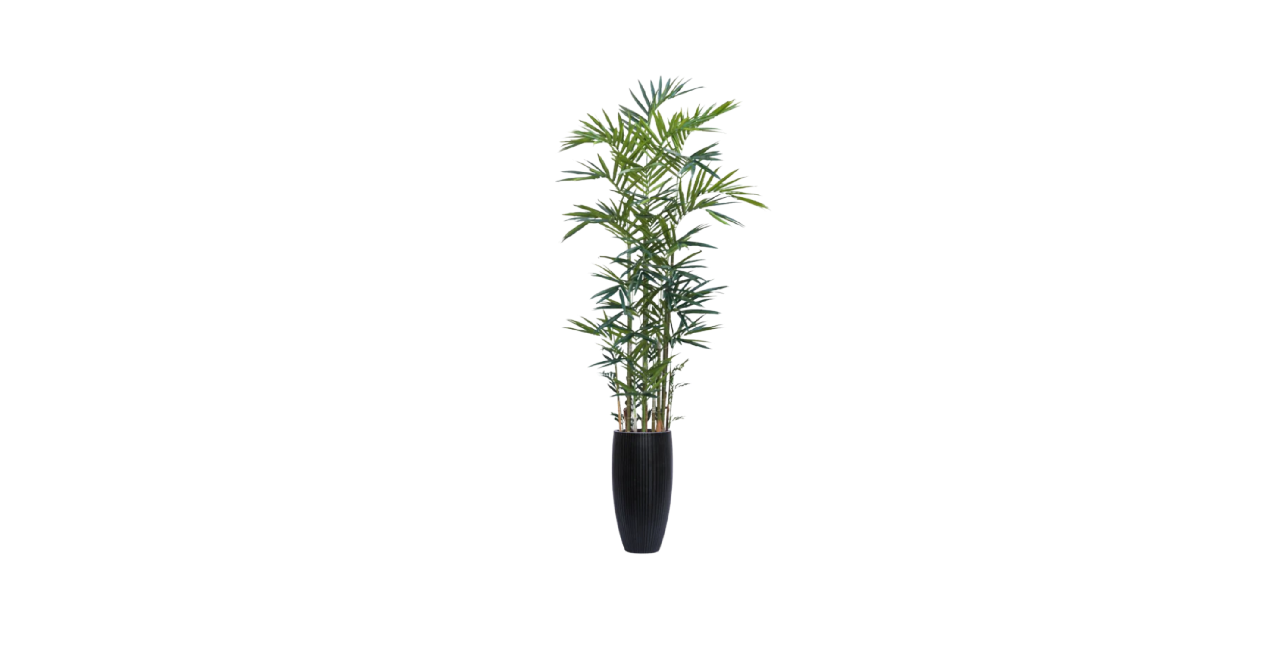 Australian Kentia Palm