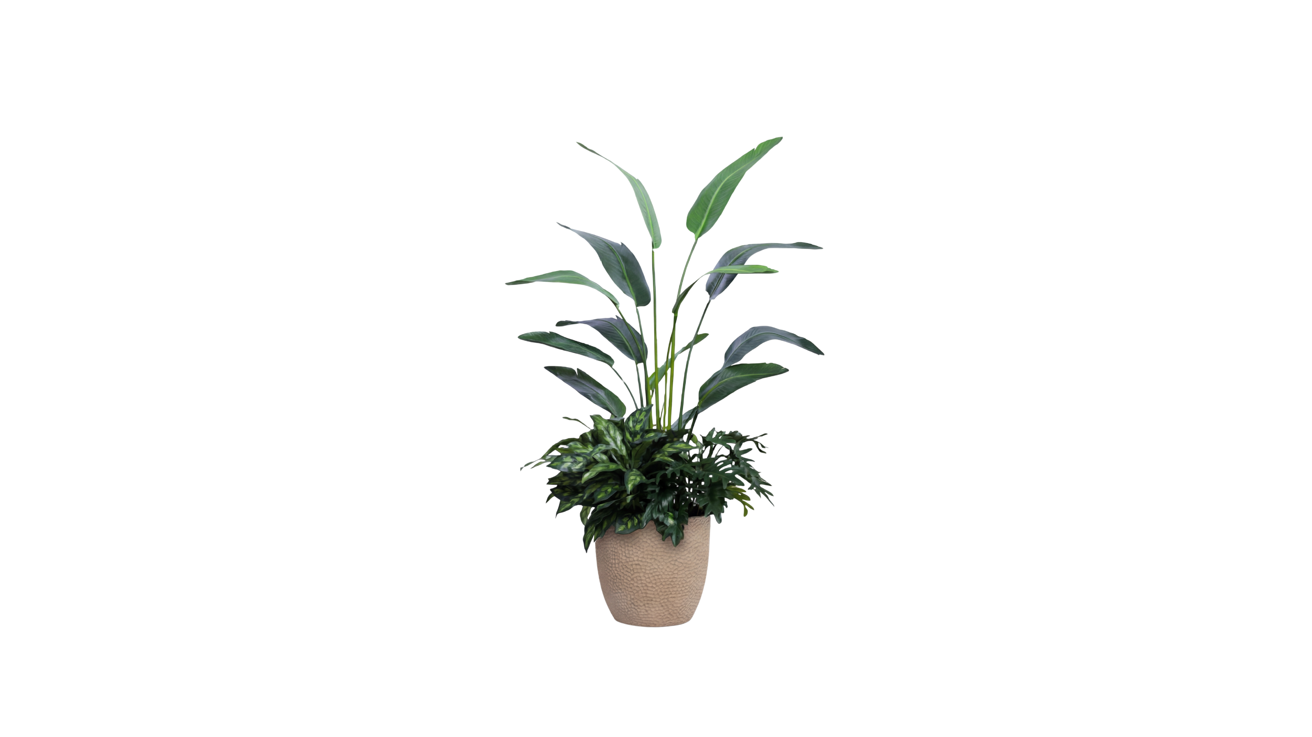 Chilean Tropics Blend