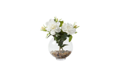 Asian Gardenia
