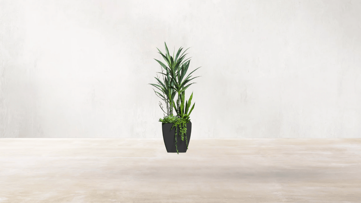 Chihuahuan Desert Blend – Jardin Du Monde