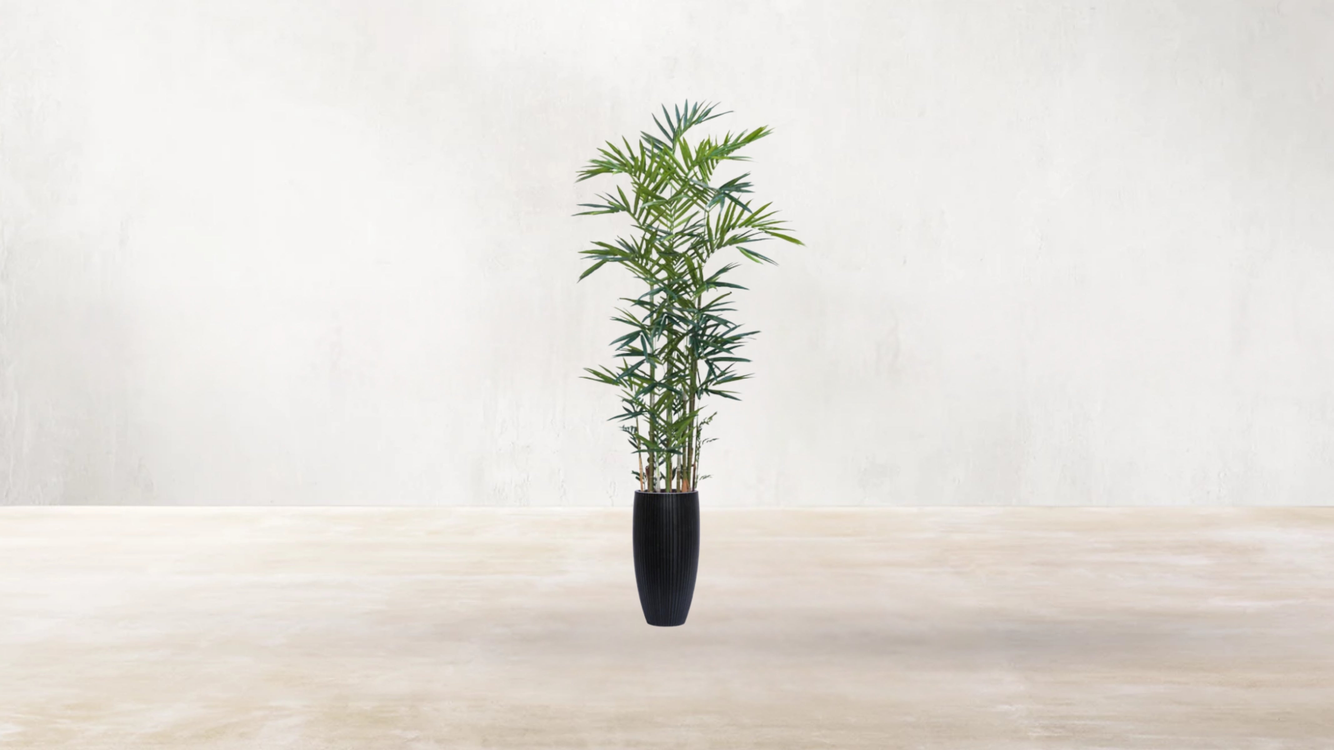 Australian Kentia Palm