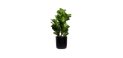 Young Fiddle Fig Tree