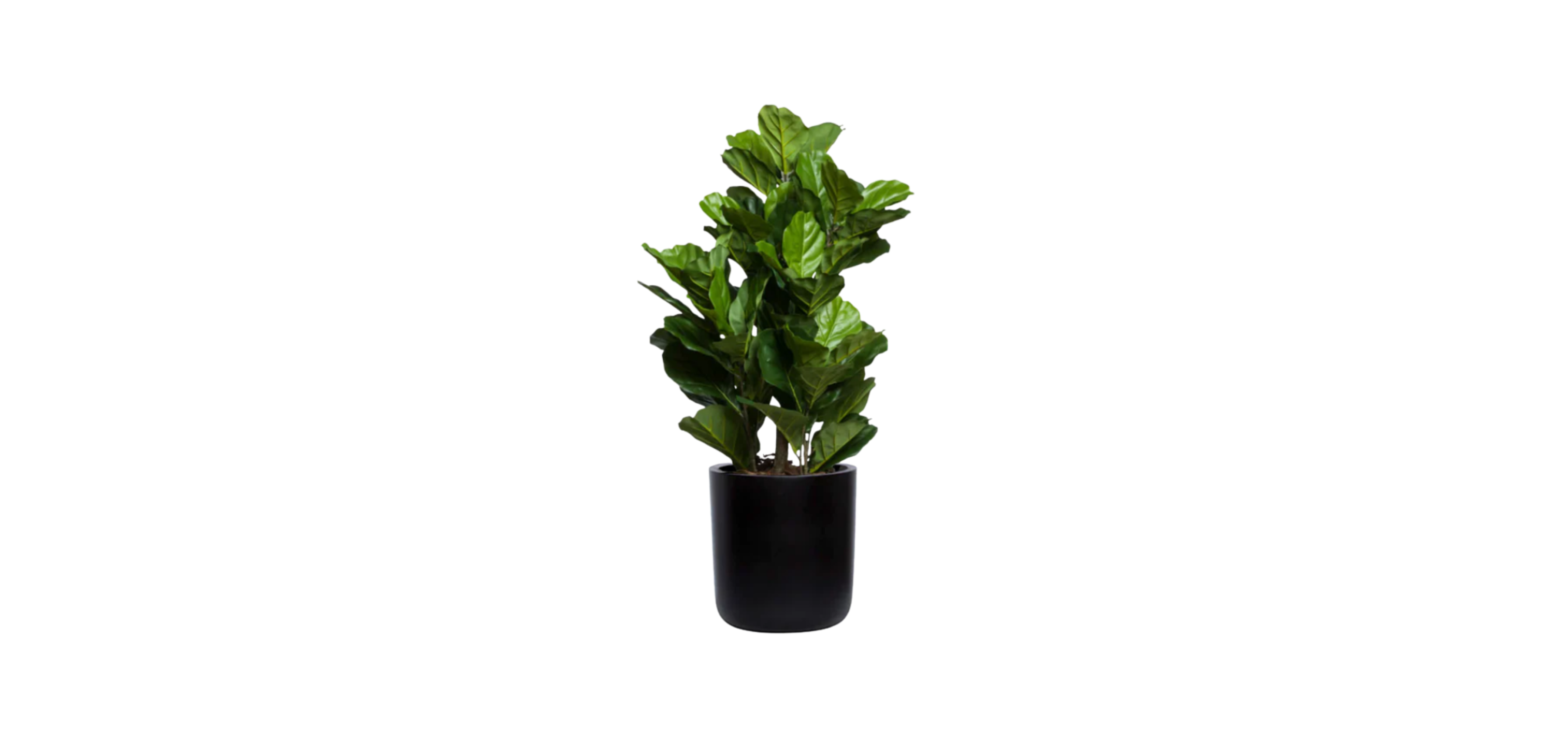 Young Fiddle Fig Tree