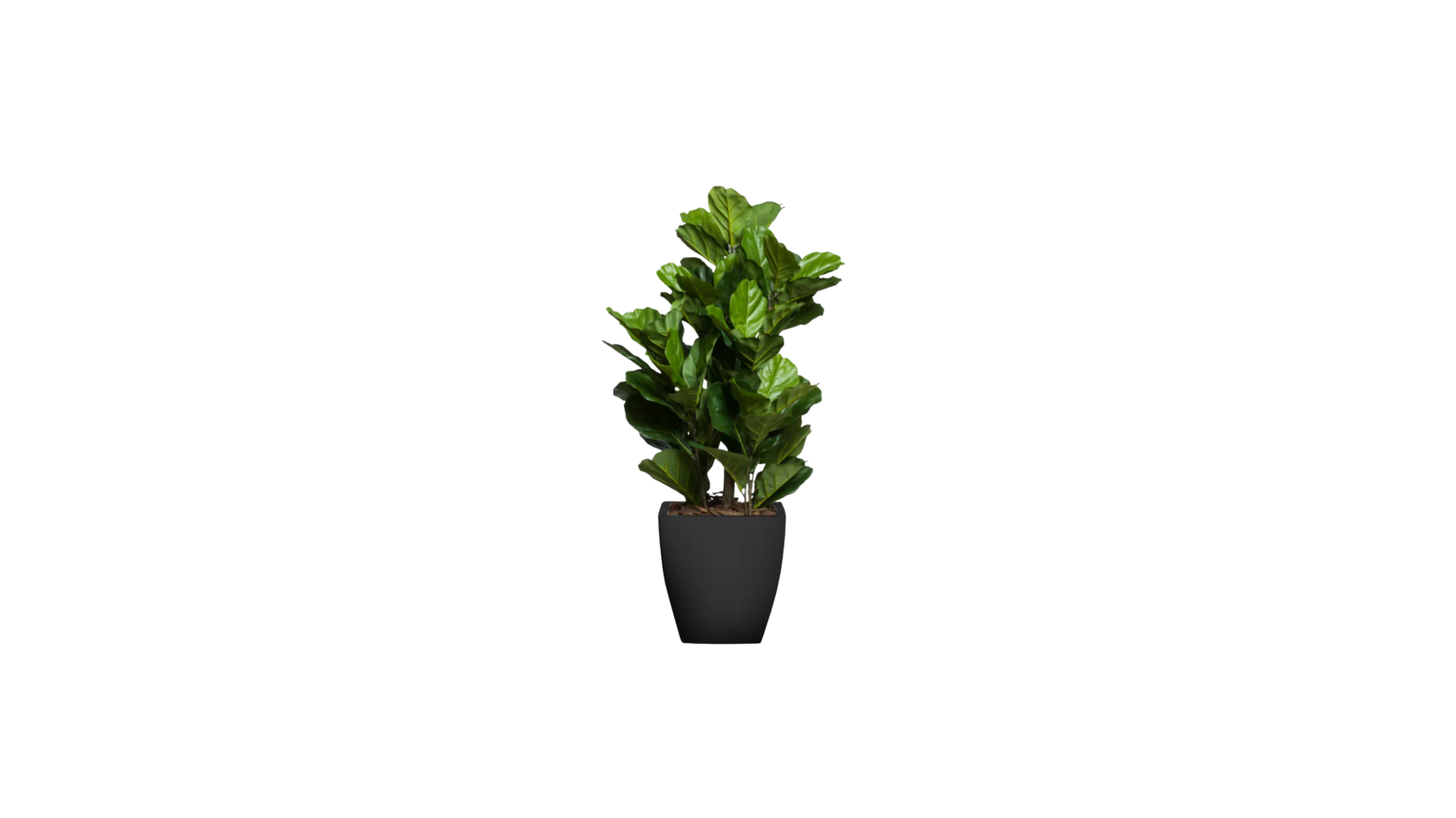 Young Fiddle Fig Tree