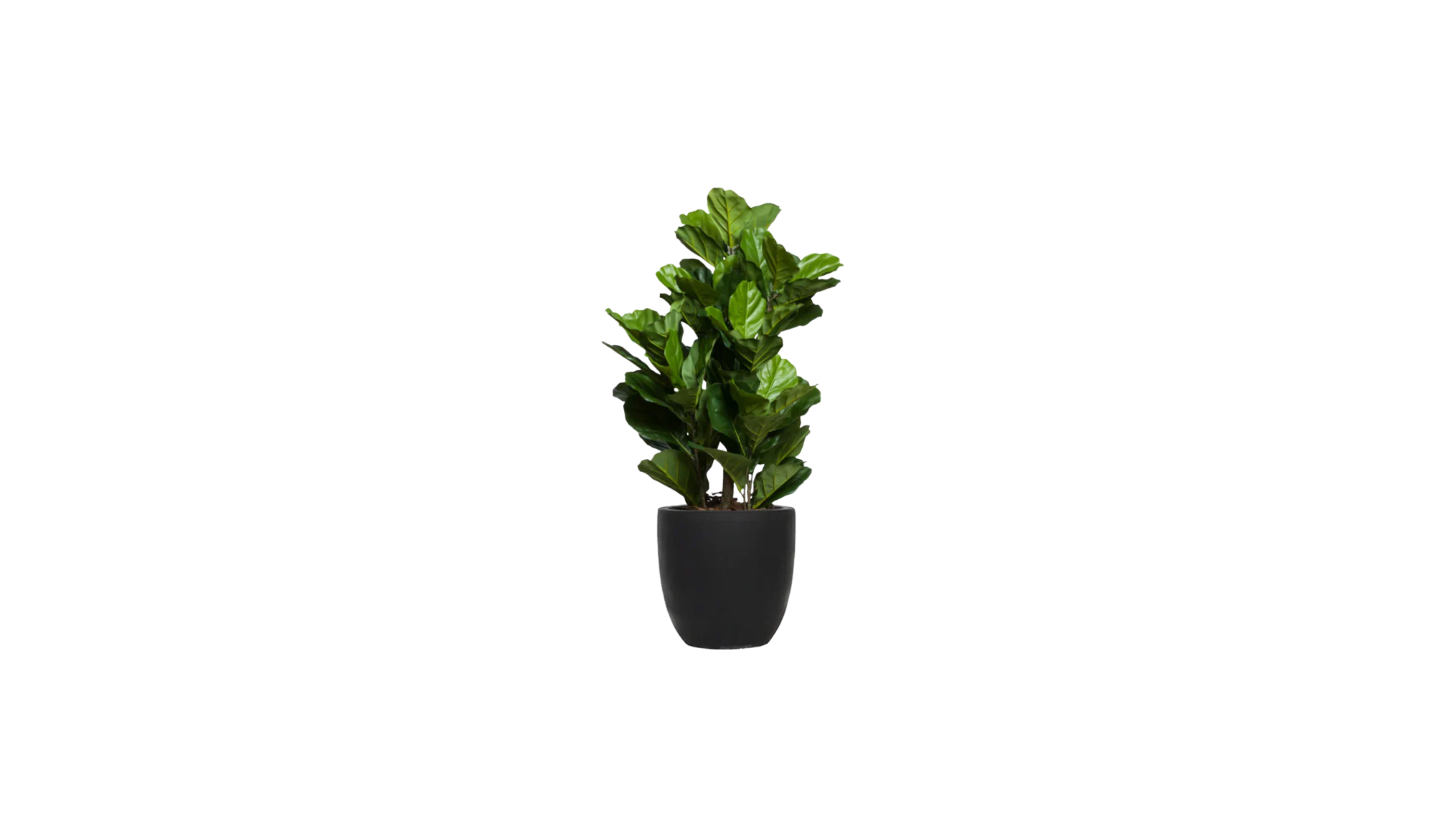 Young Fiddle Fig Tree