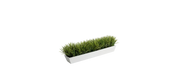 European Meadow Grass