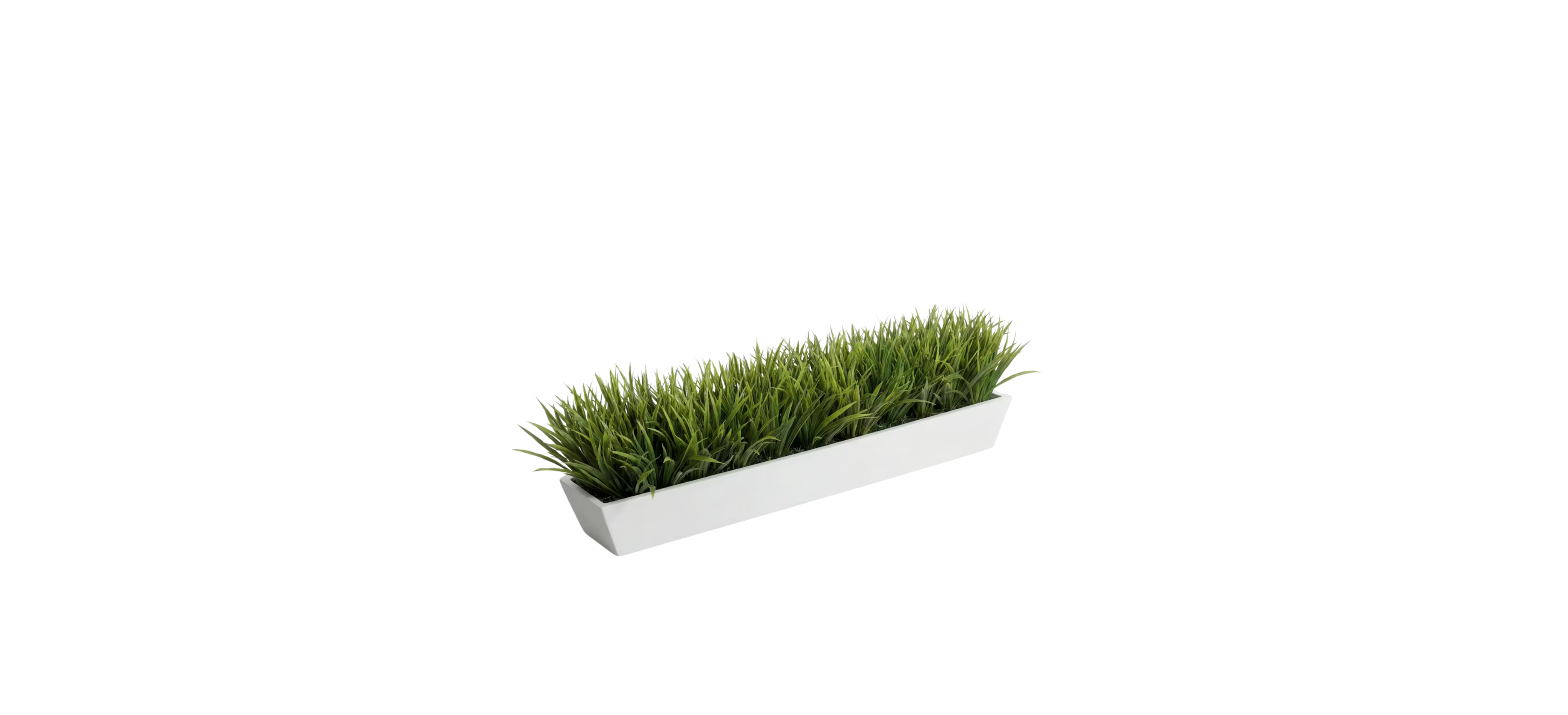 European Meadow Grass