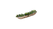 Sonoran Desert Succulent Blend