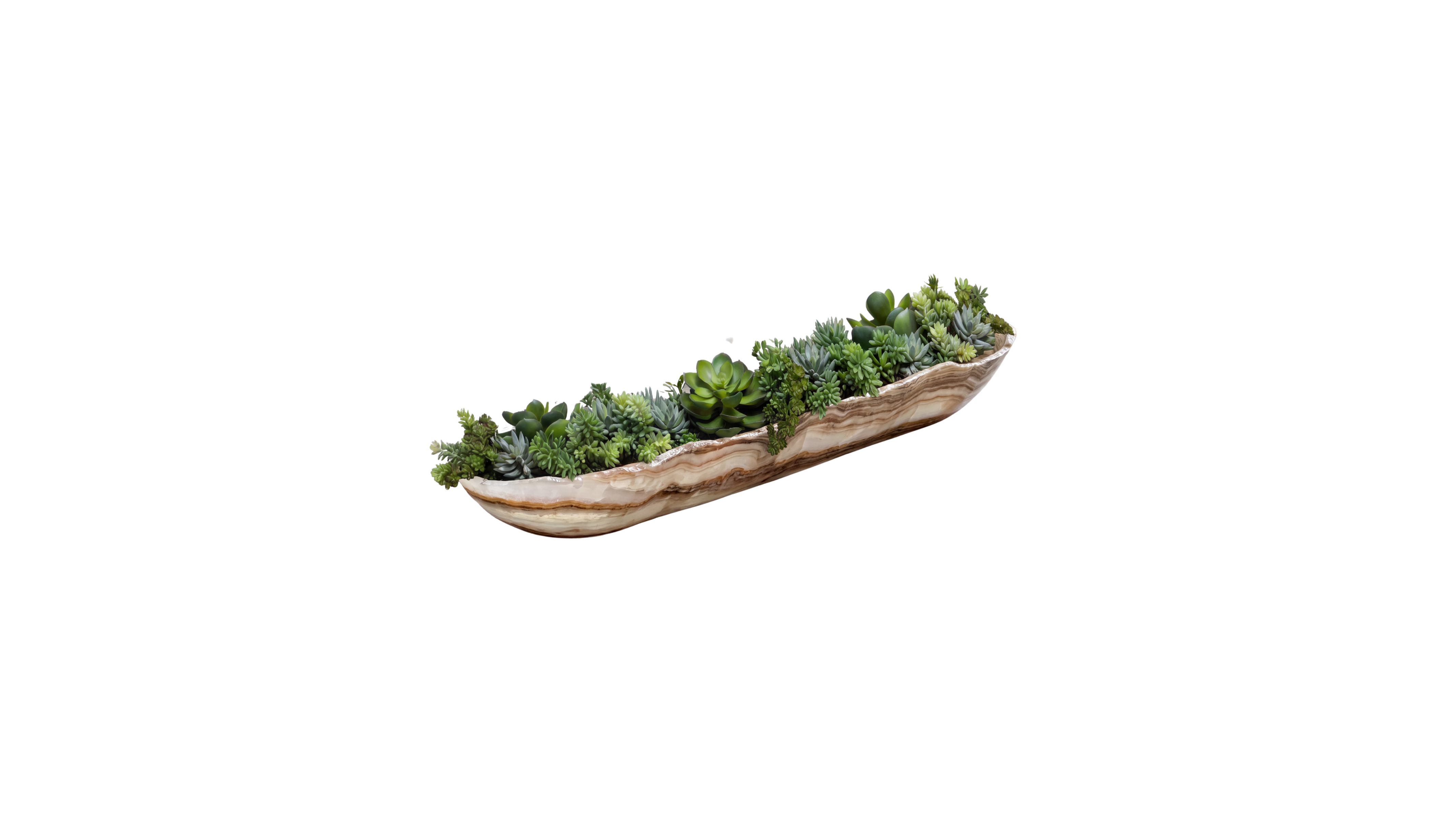 Sonoran Desert Succulent Blend