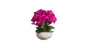 Magenta Orchid in Anthesis