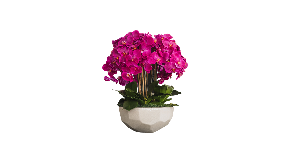 Magenta Orchid in Anthesis