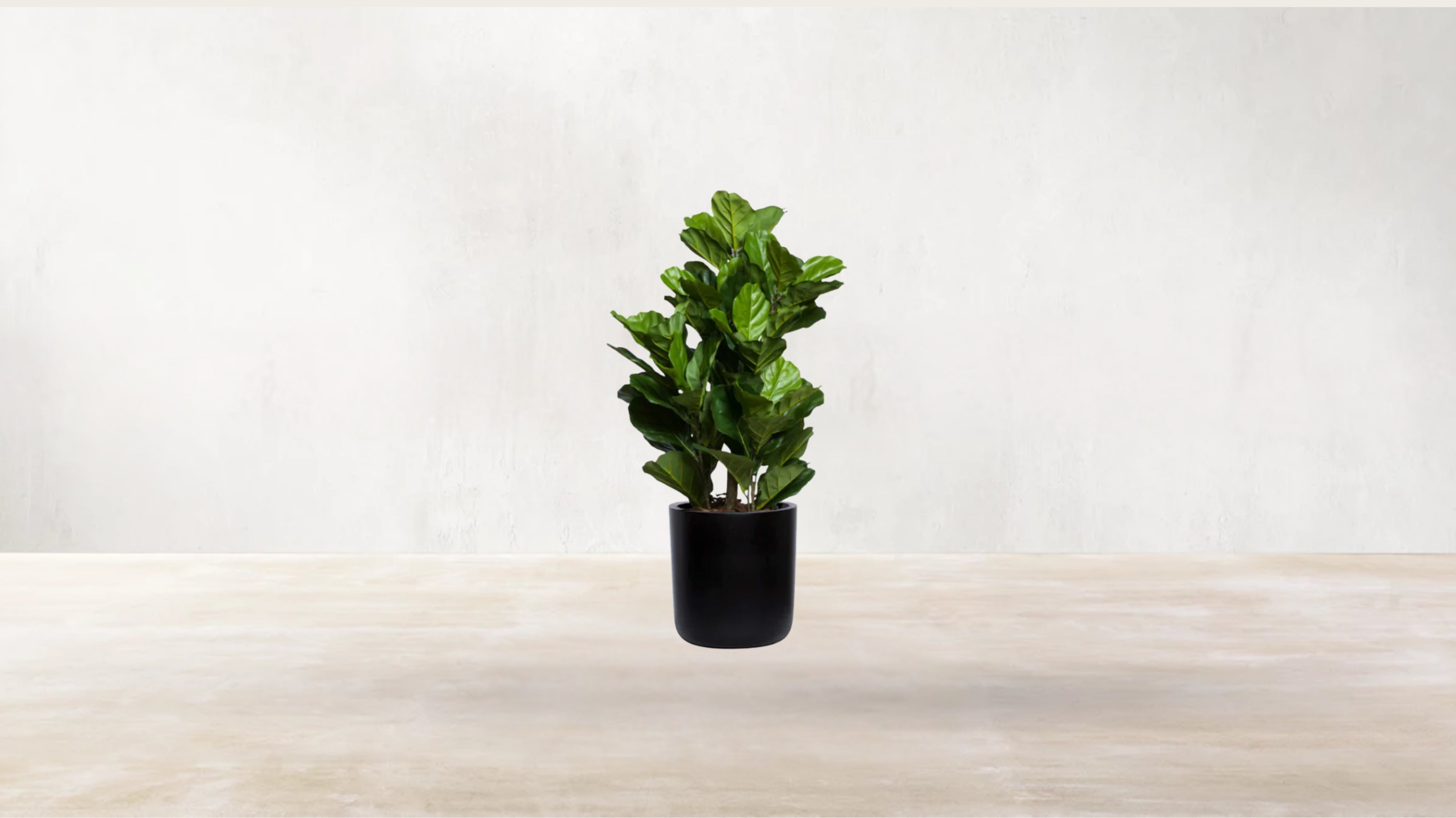 Young Fiddle Fig Tree