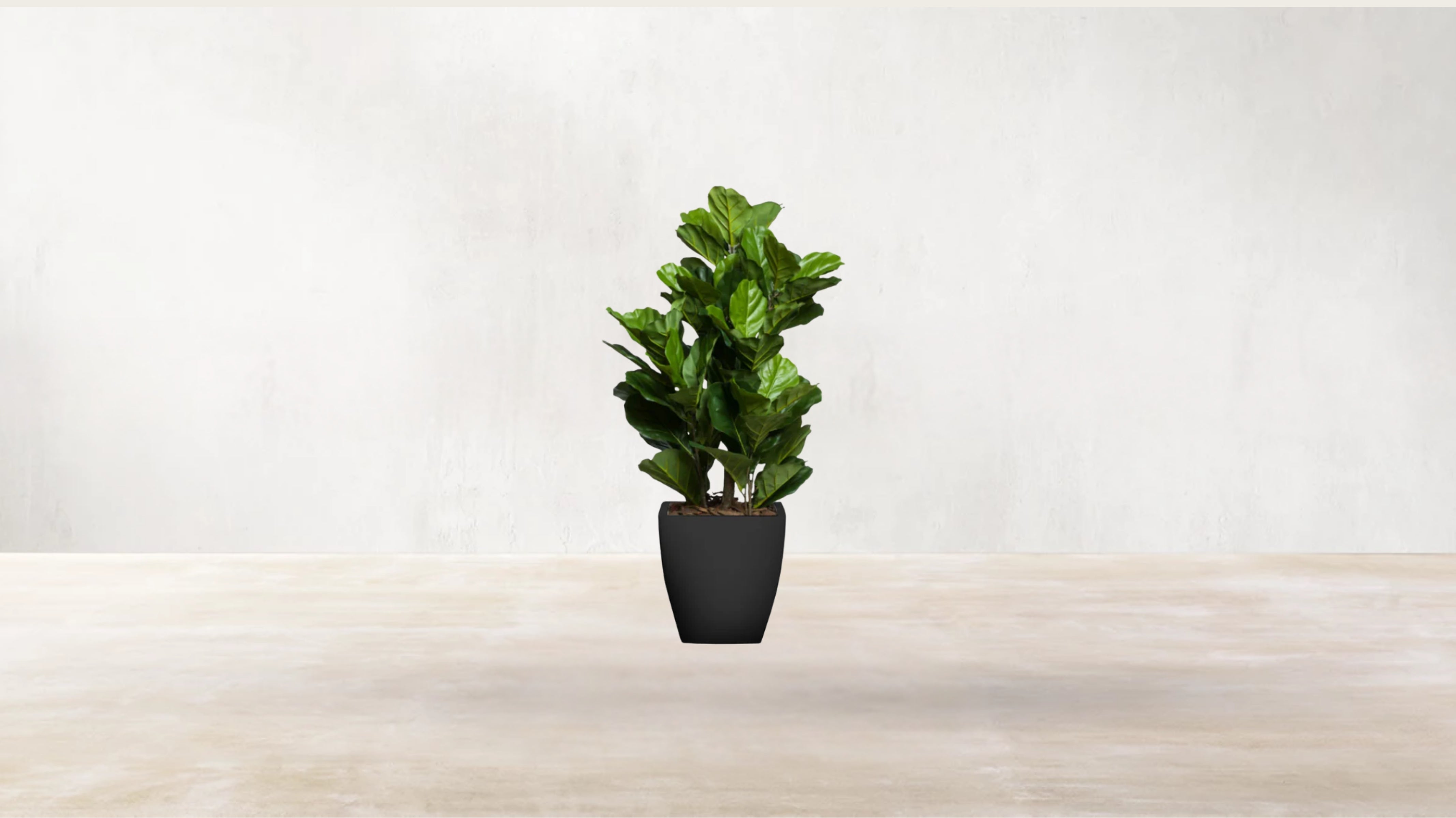 Young Fiddle Fig Tree