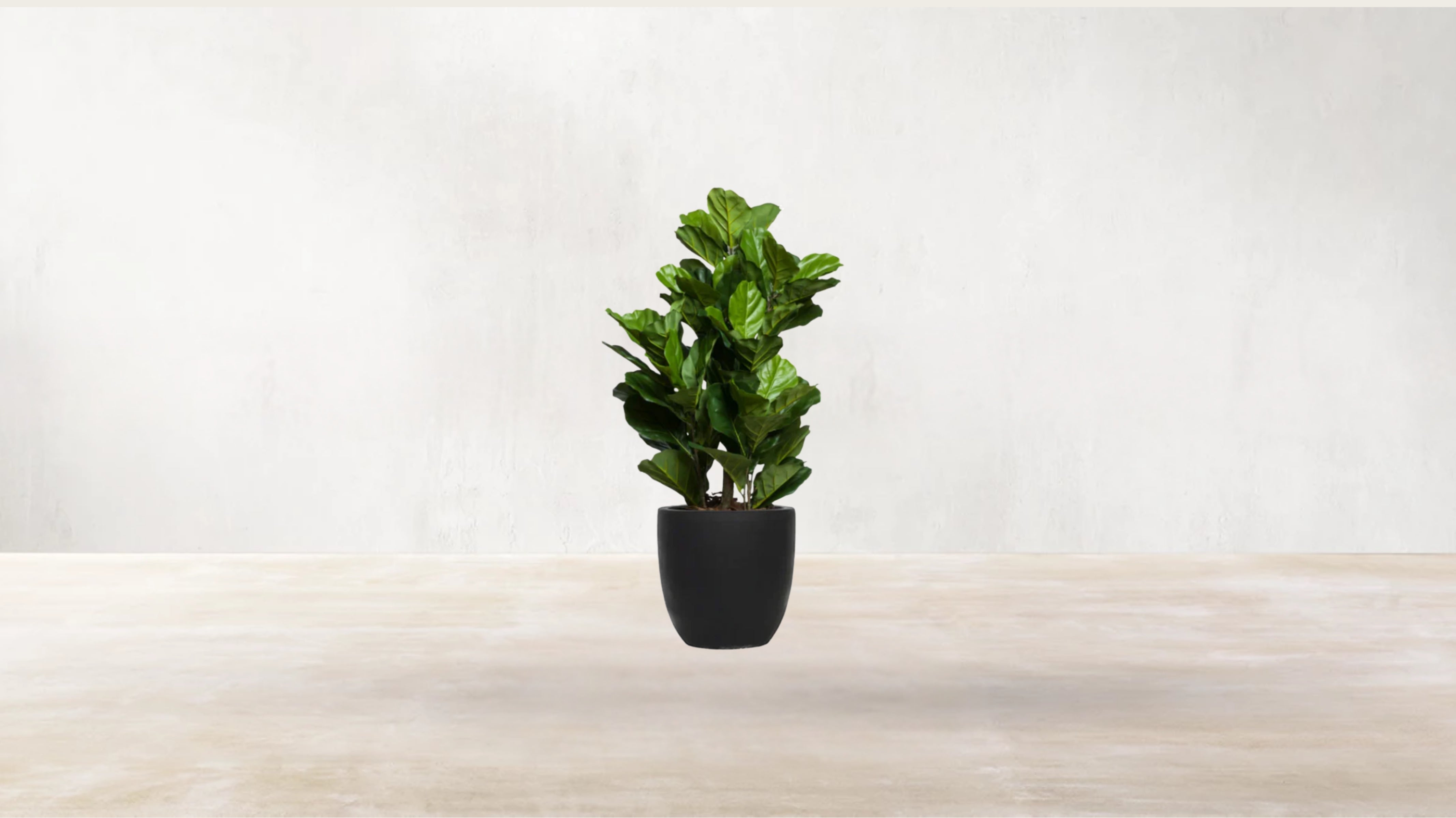 Young Fiddle Fig Tree