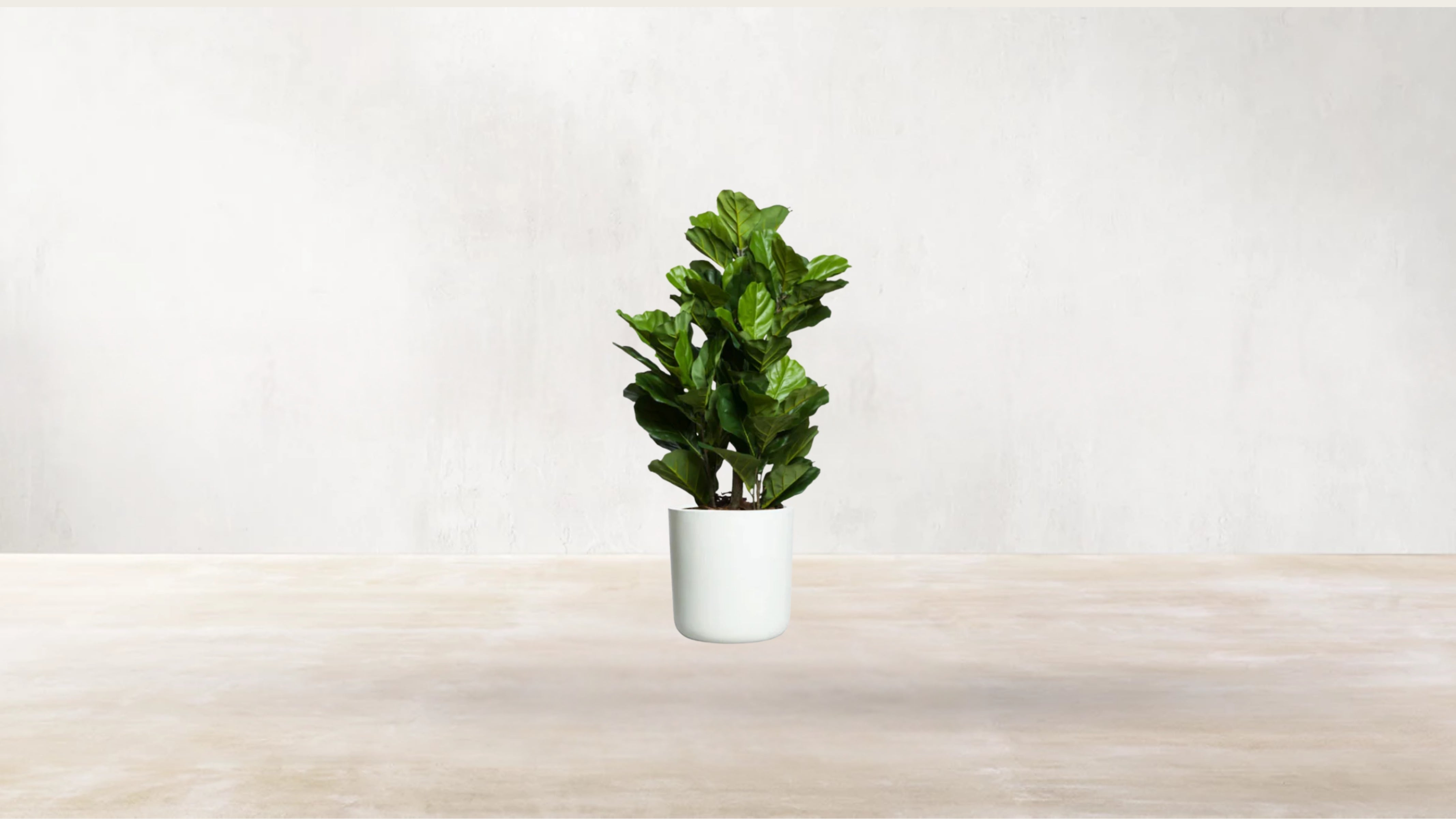 Young Fiddle Fig Tree