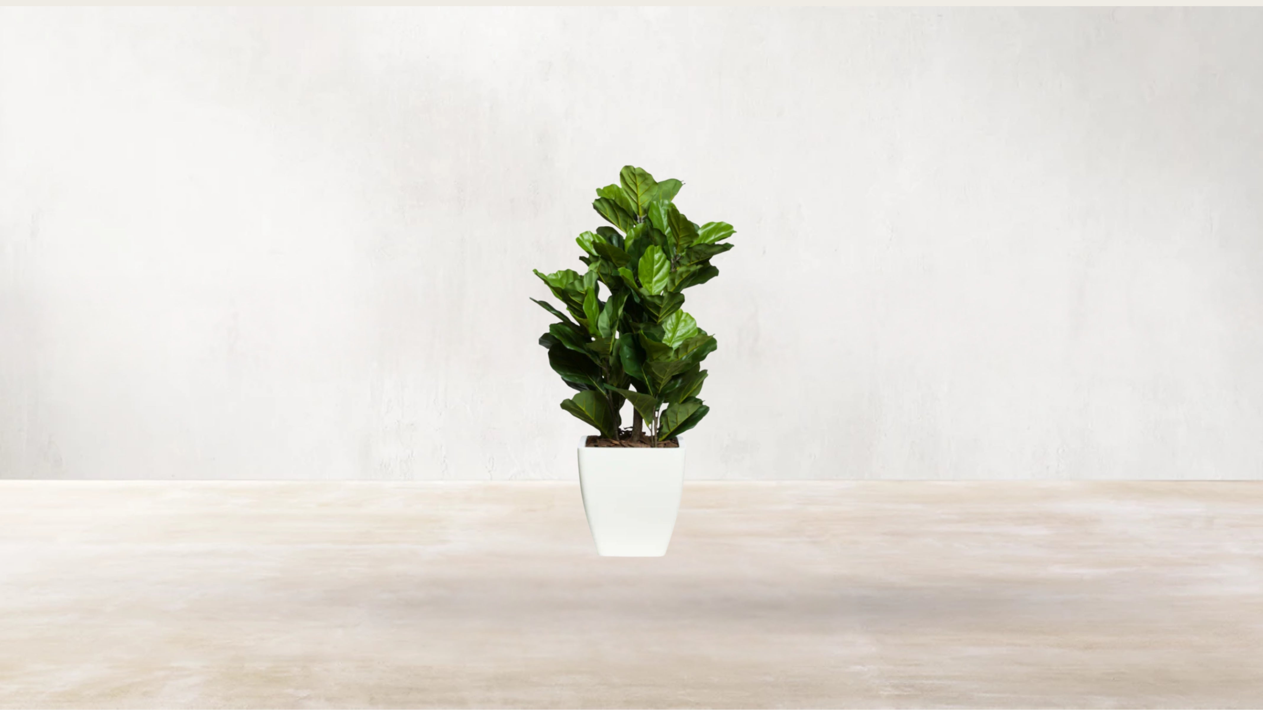 Young Fiddle Fig Tree