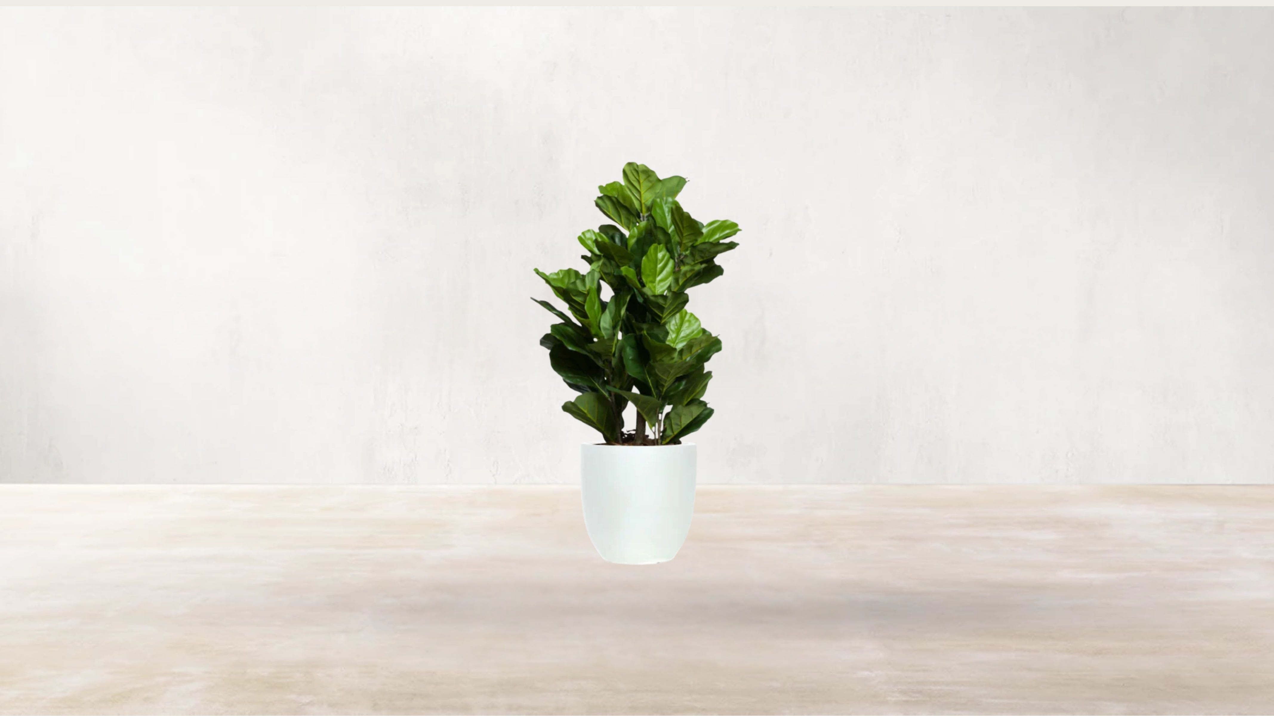 Young Fiddle Fig Tree