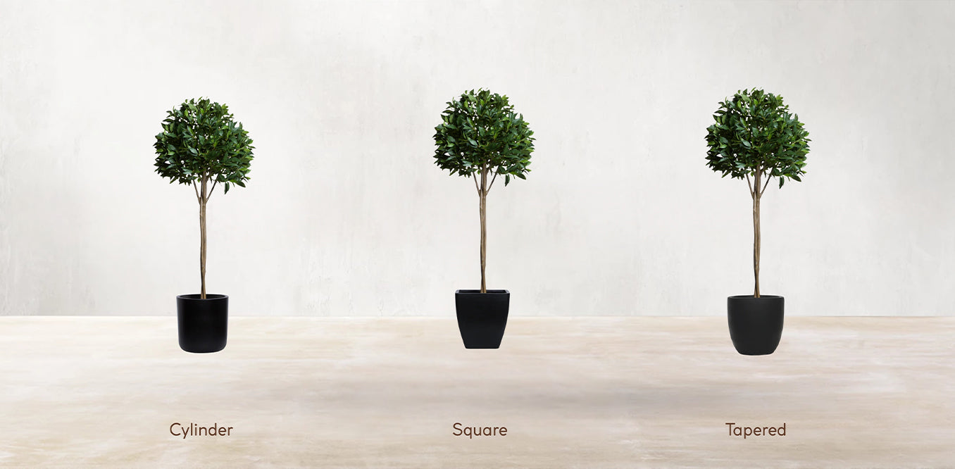 Single Tier Bay Leaf Tree