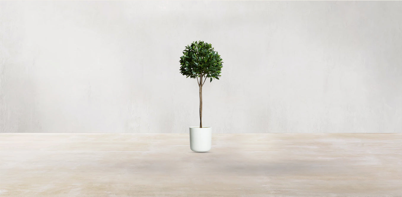 Single Tier Bay Leaf Tree