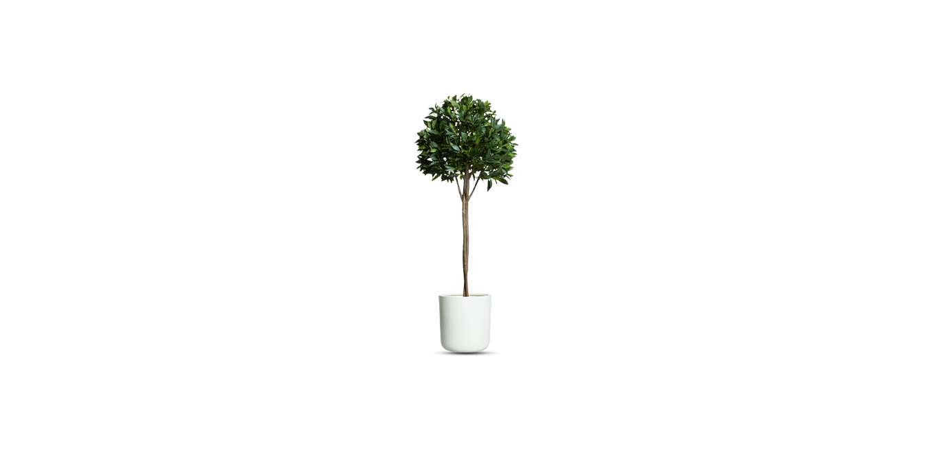 Single Tier Bay Leaf Tree