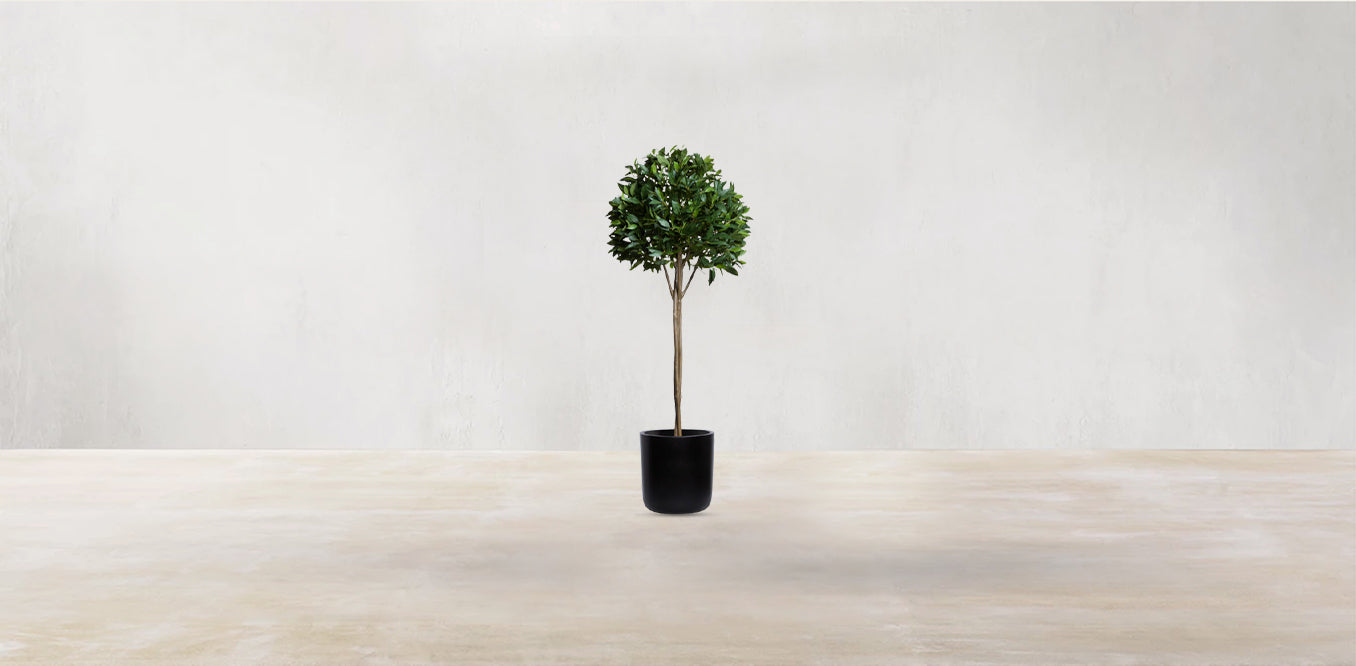 Single Tier Bay Leaf Tree