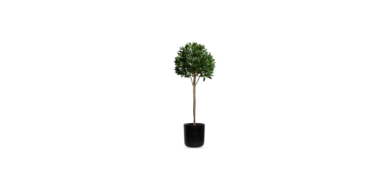 Single Tier Bay Leaf Tree