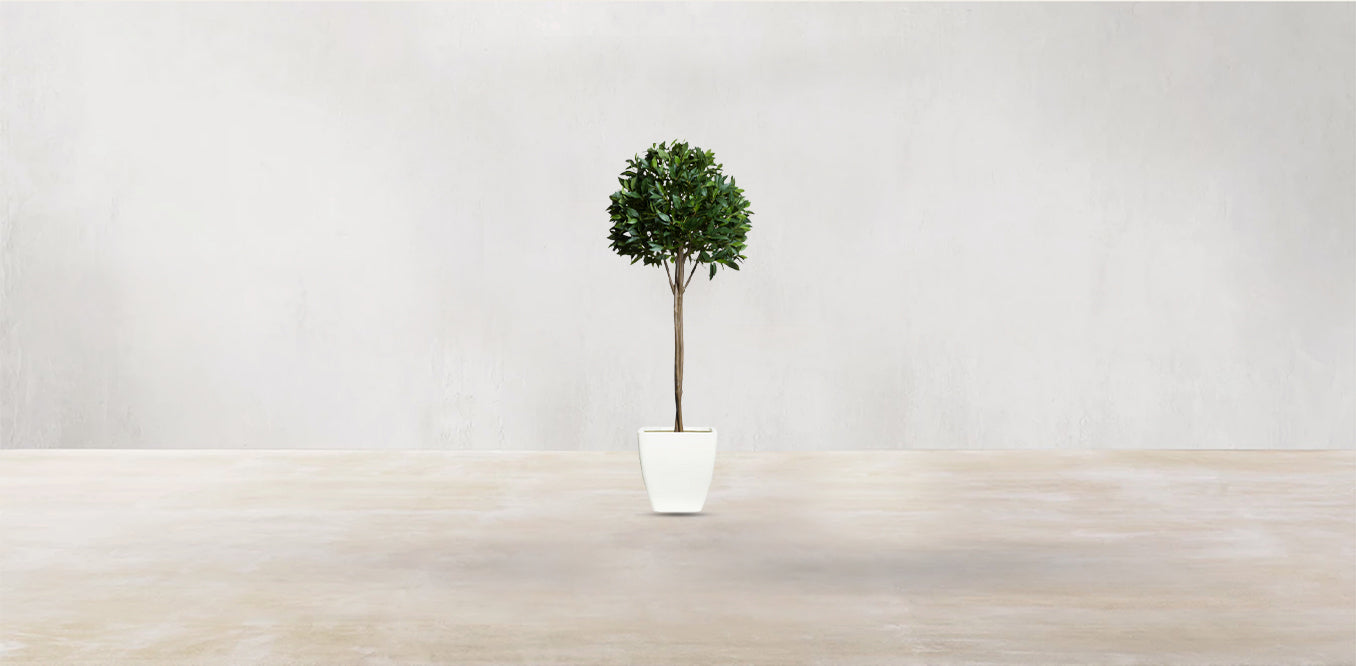 Single Tier Bay Leaf Tree