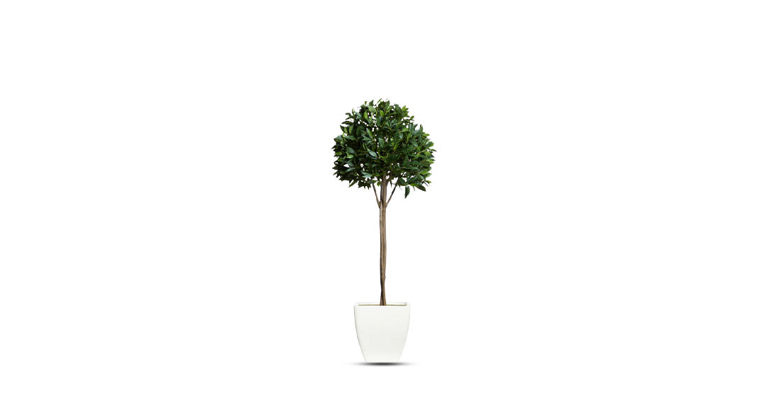 Single Tier Bay Leaf Tree