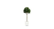 Single Tier Bay Leaf Tree