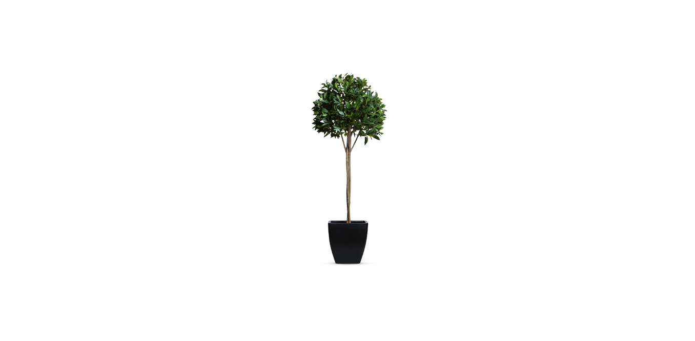 Single Tier Bay Leaf Tree