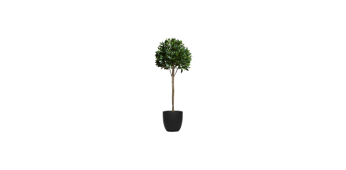 Single Tier Bay Leaf Tree