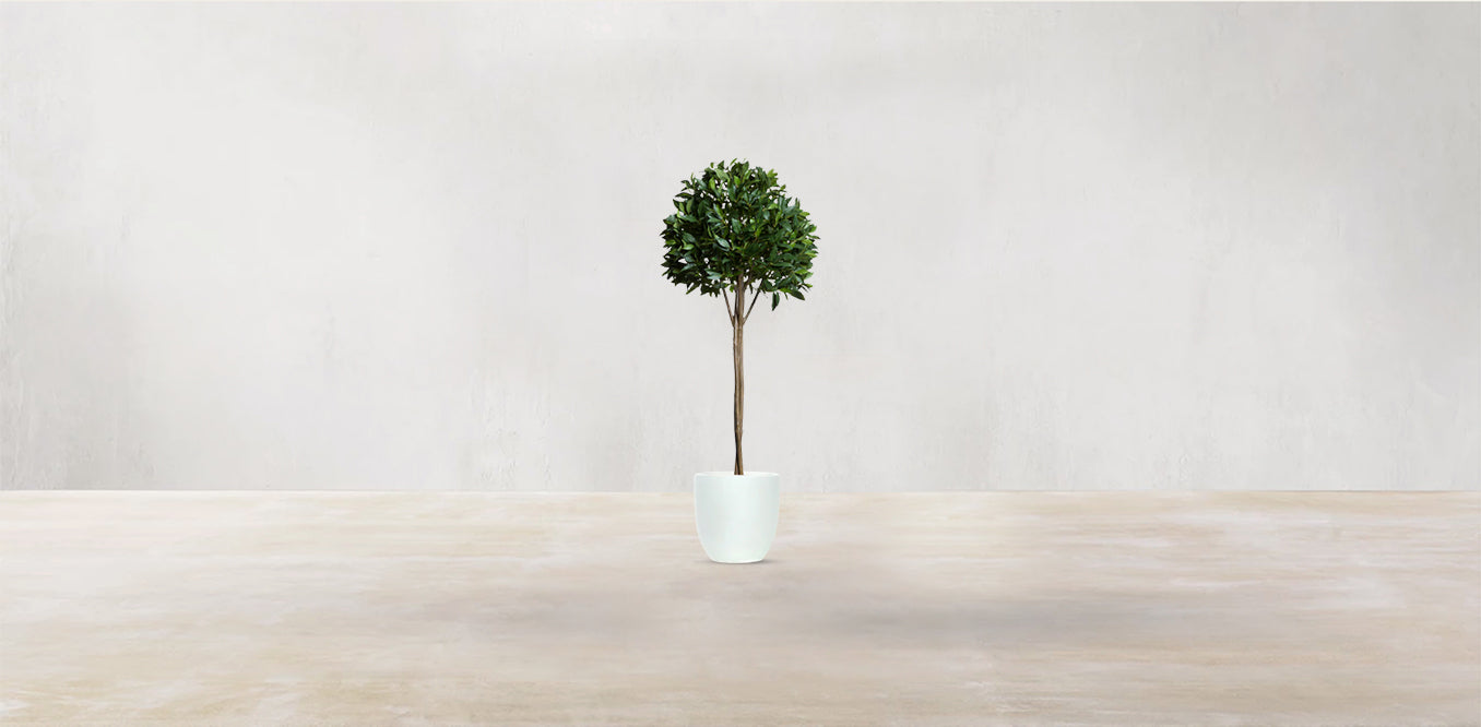 Single Tier Bay Leaf Tree