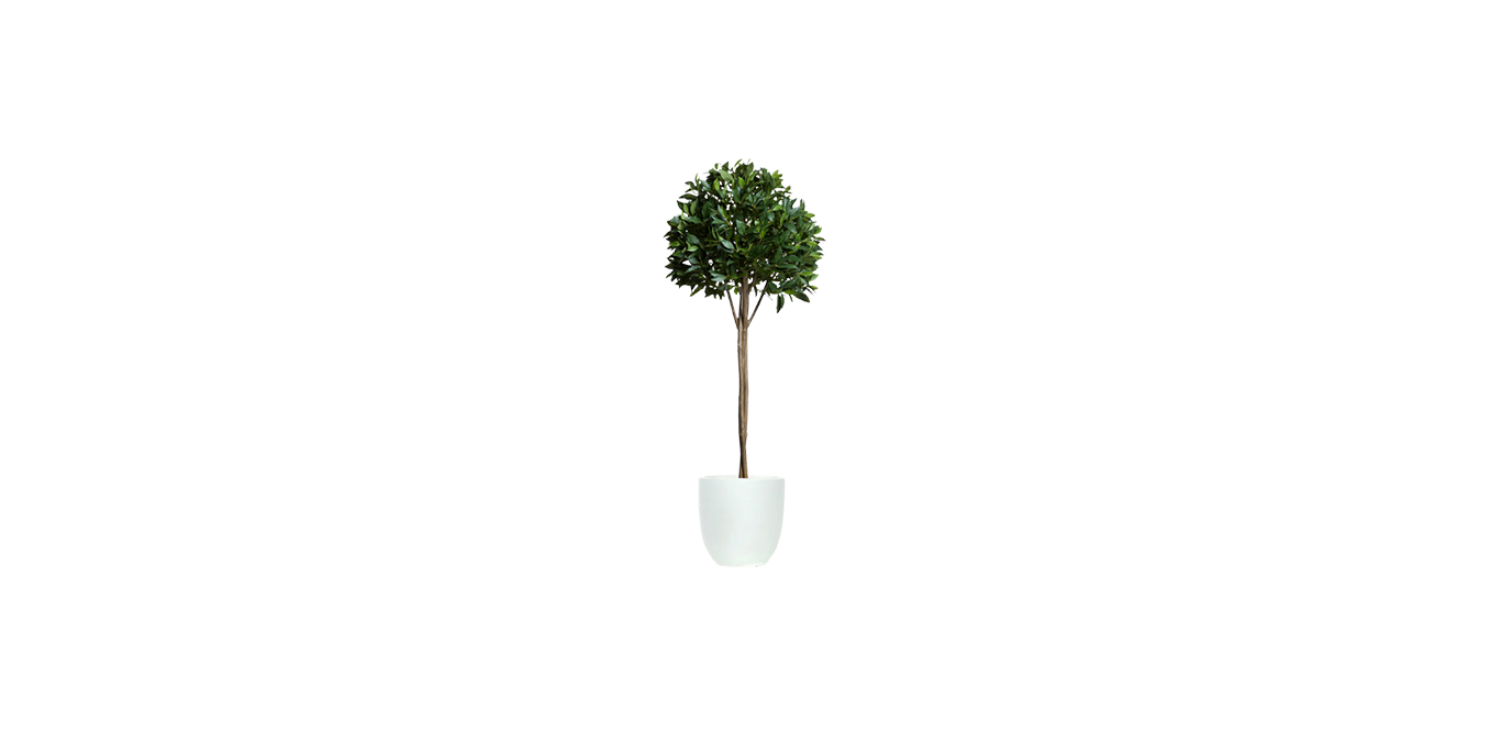 Single Tier Bay Leaf Tree