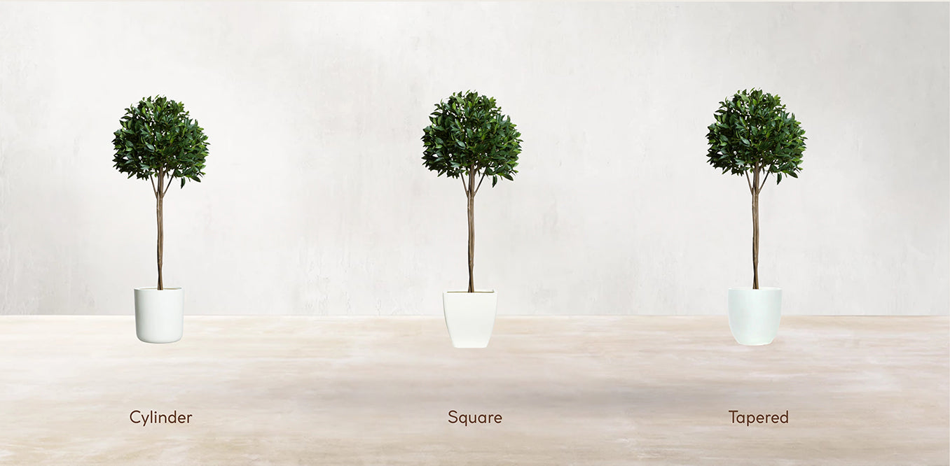 Single Tier Bay Leaf Tree