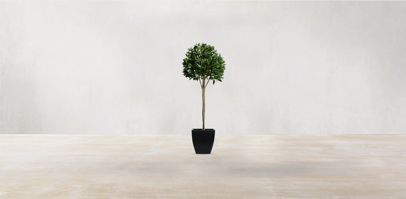 Single Tier Bay Leaf Tree