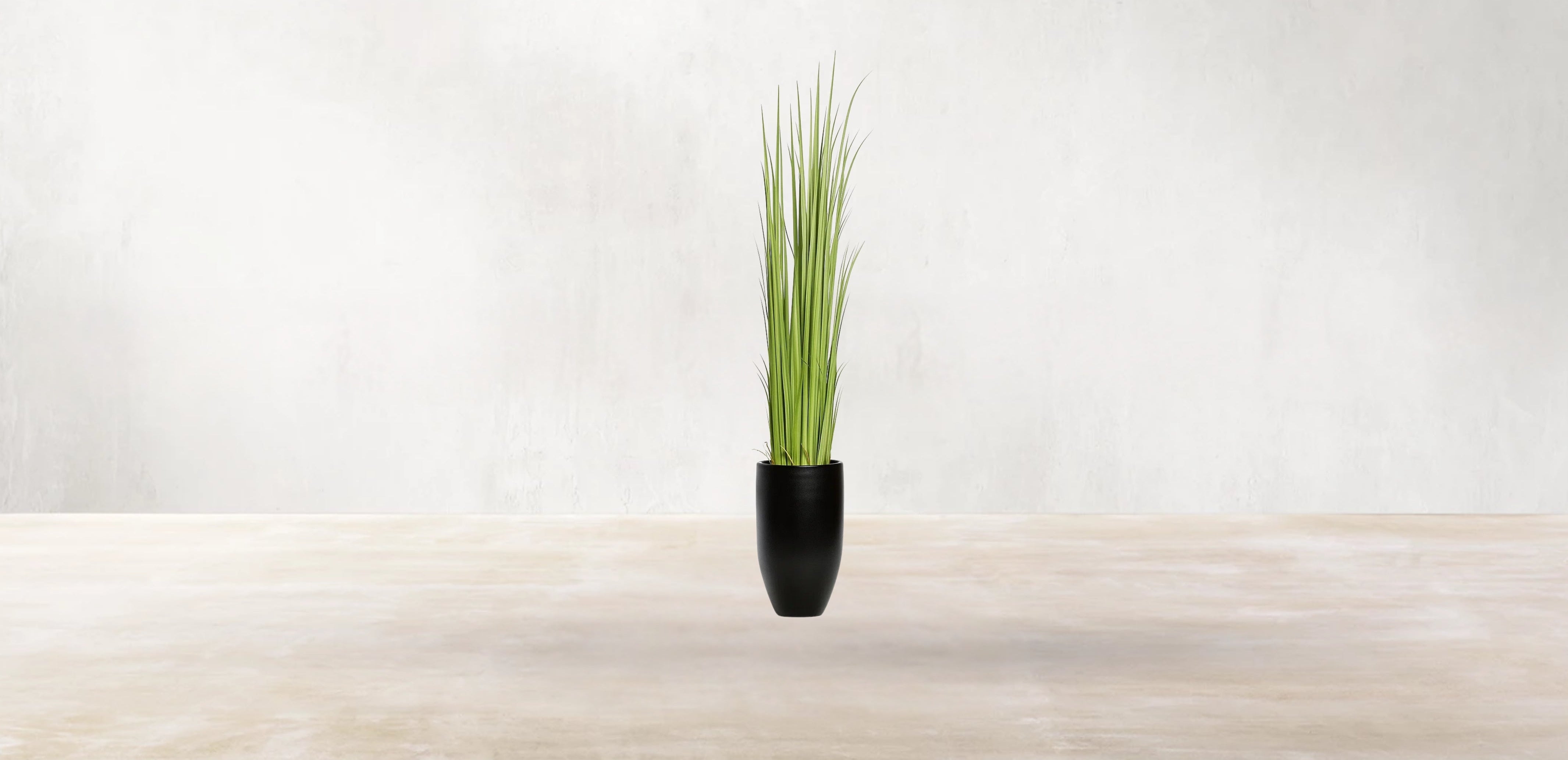 Vetiver Grass of South Asia