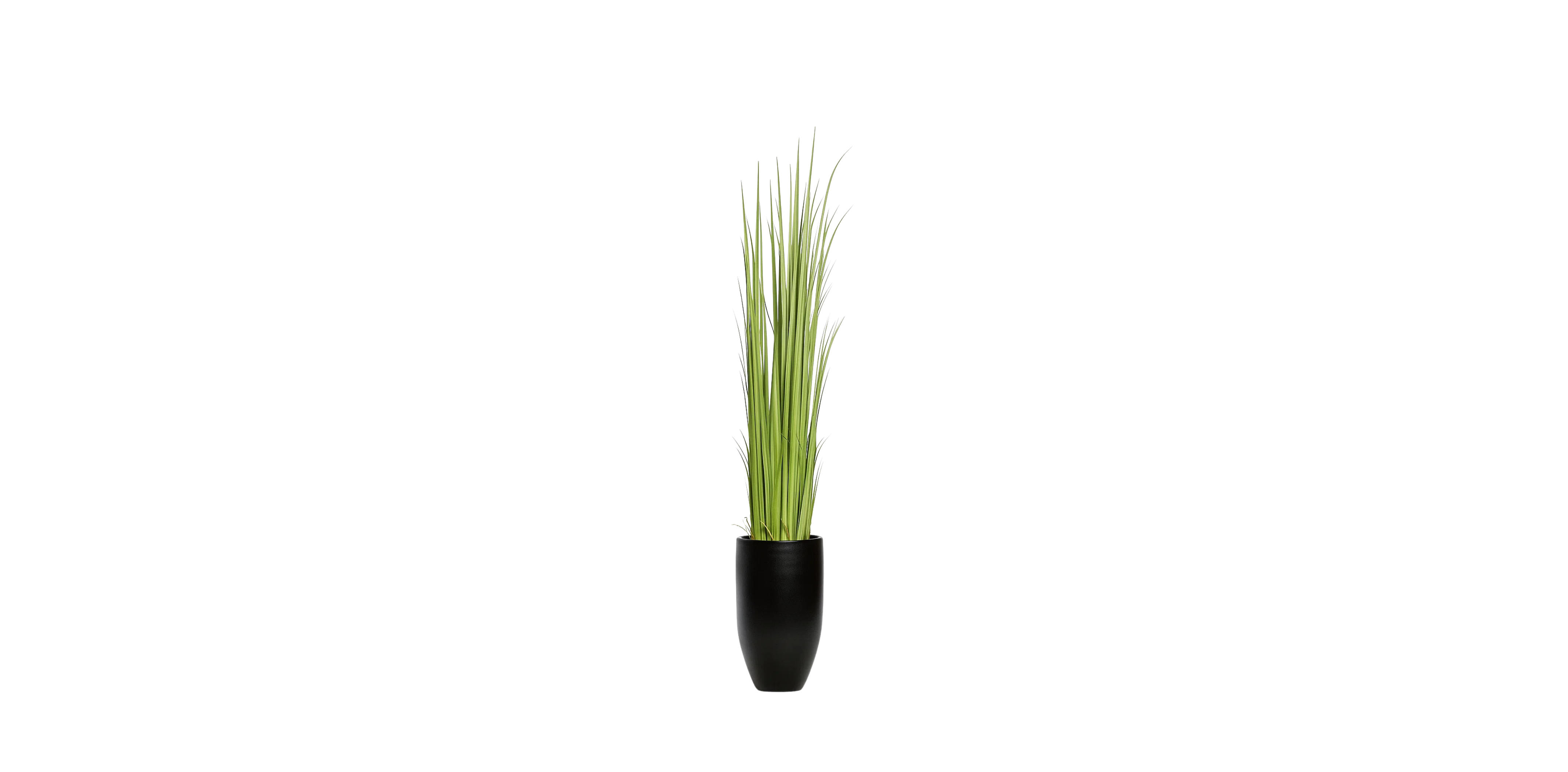 Vetiver Grass of South Asia