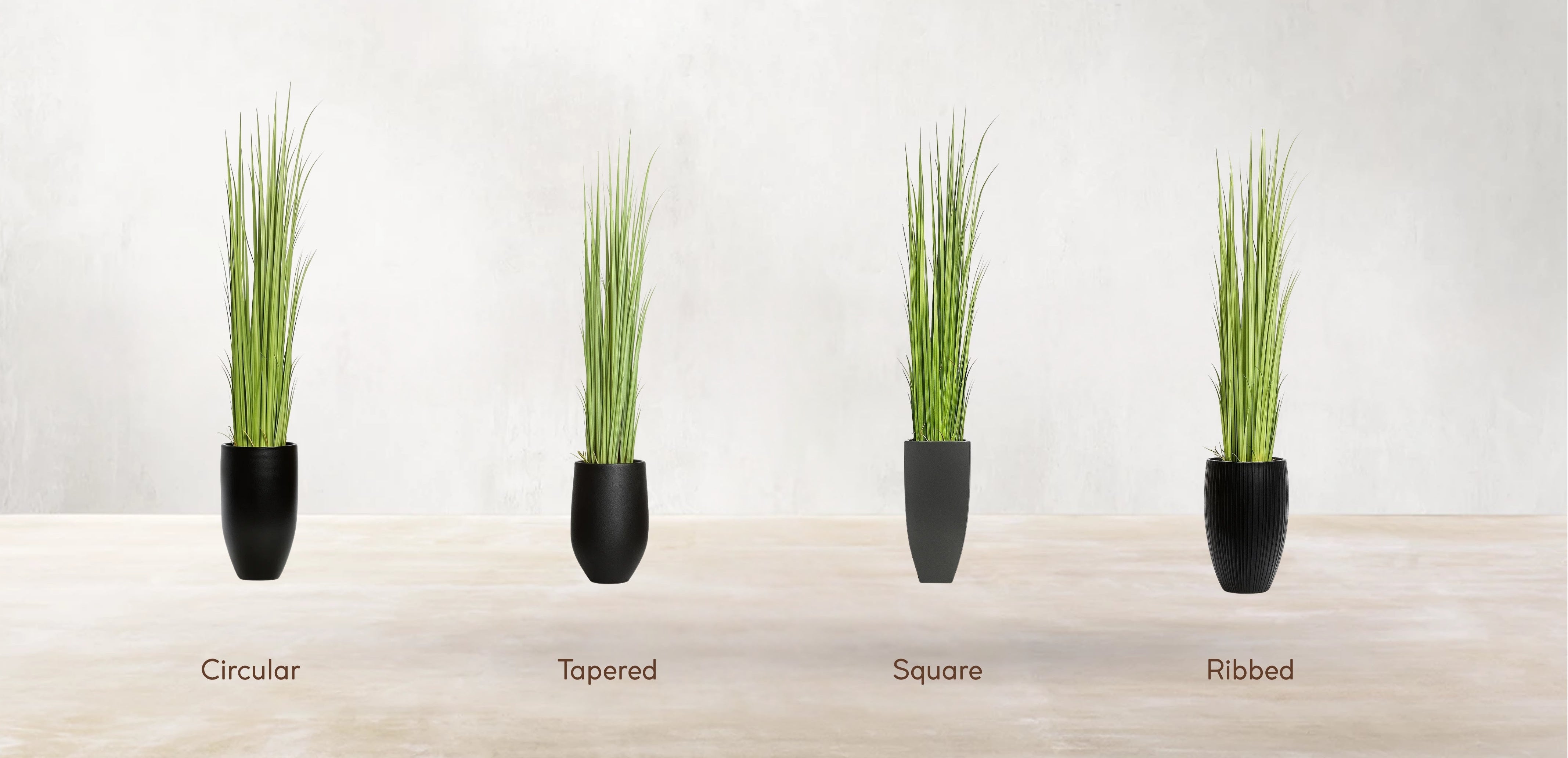 Vetiver Grass of South Asia