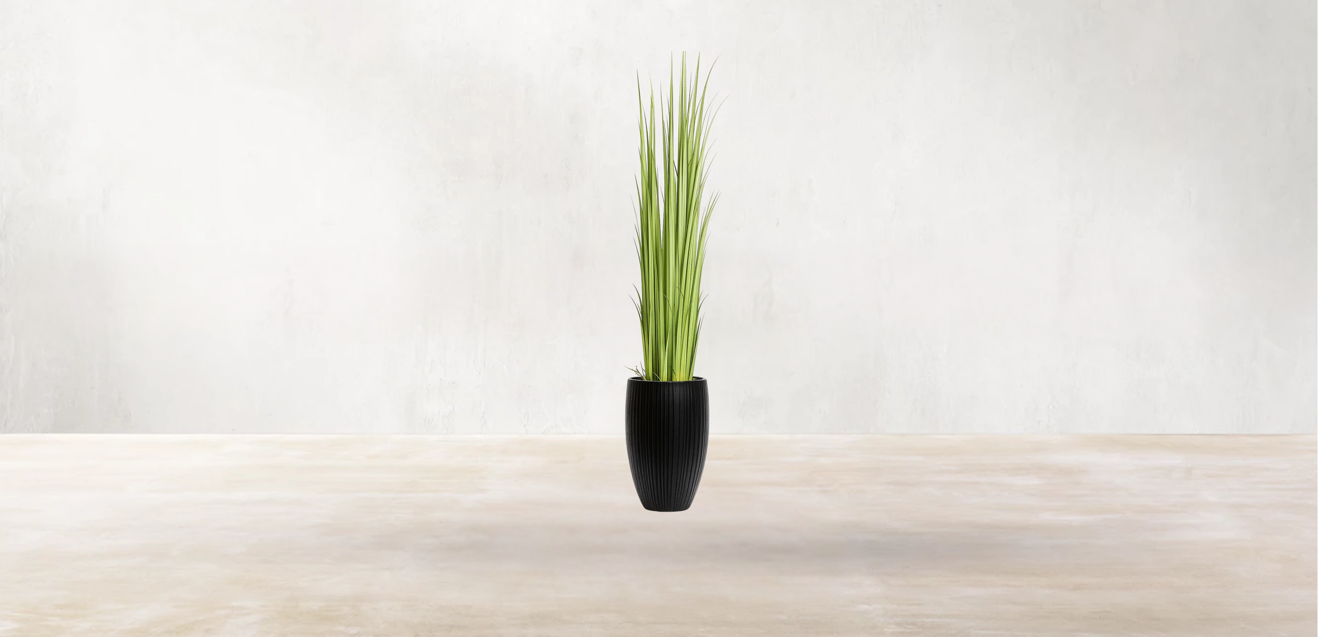 Vetiver Grass of South Asia