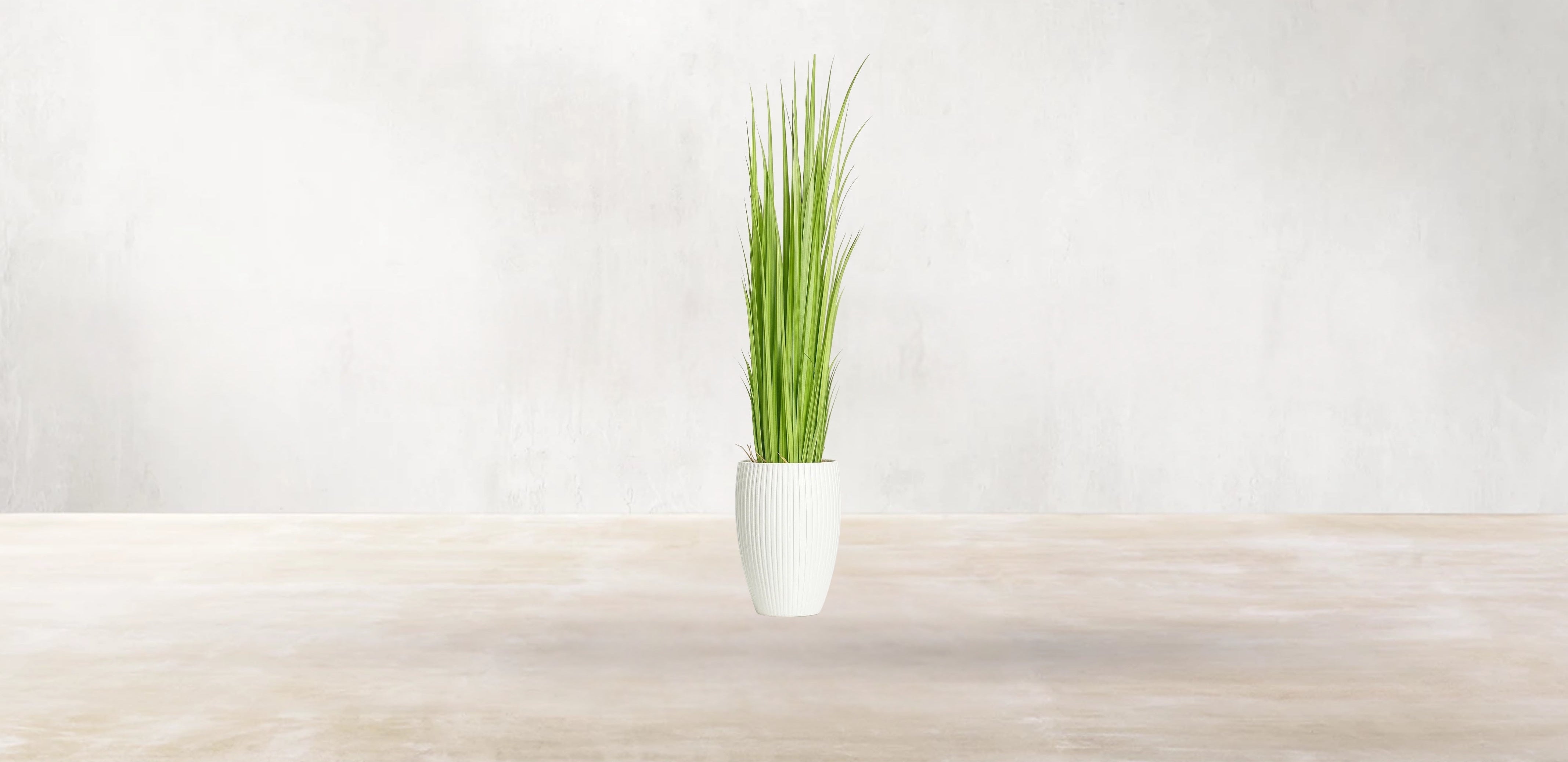 Vetiver Grass of South Asia