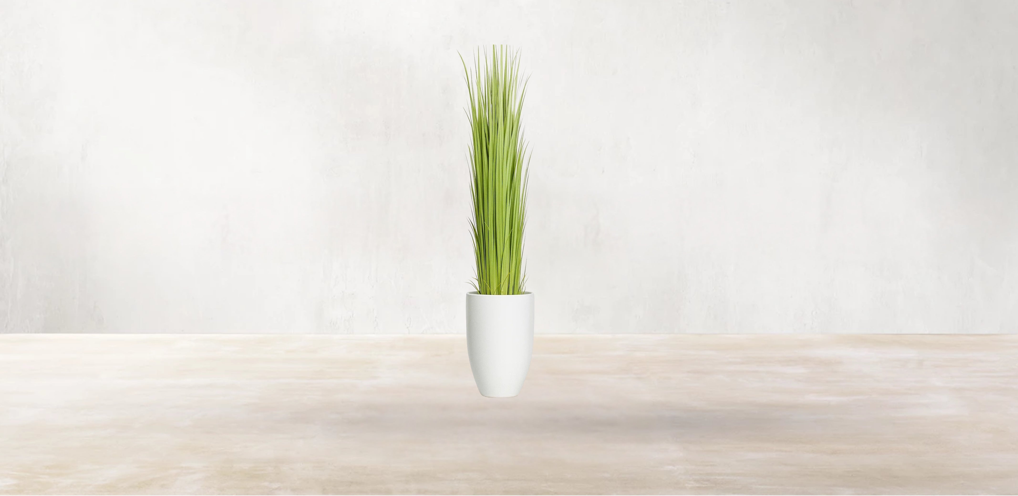 Vetiver Grass of South Asia