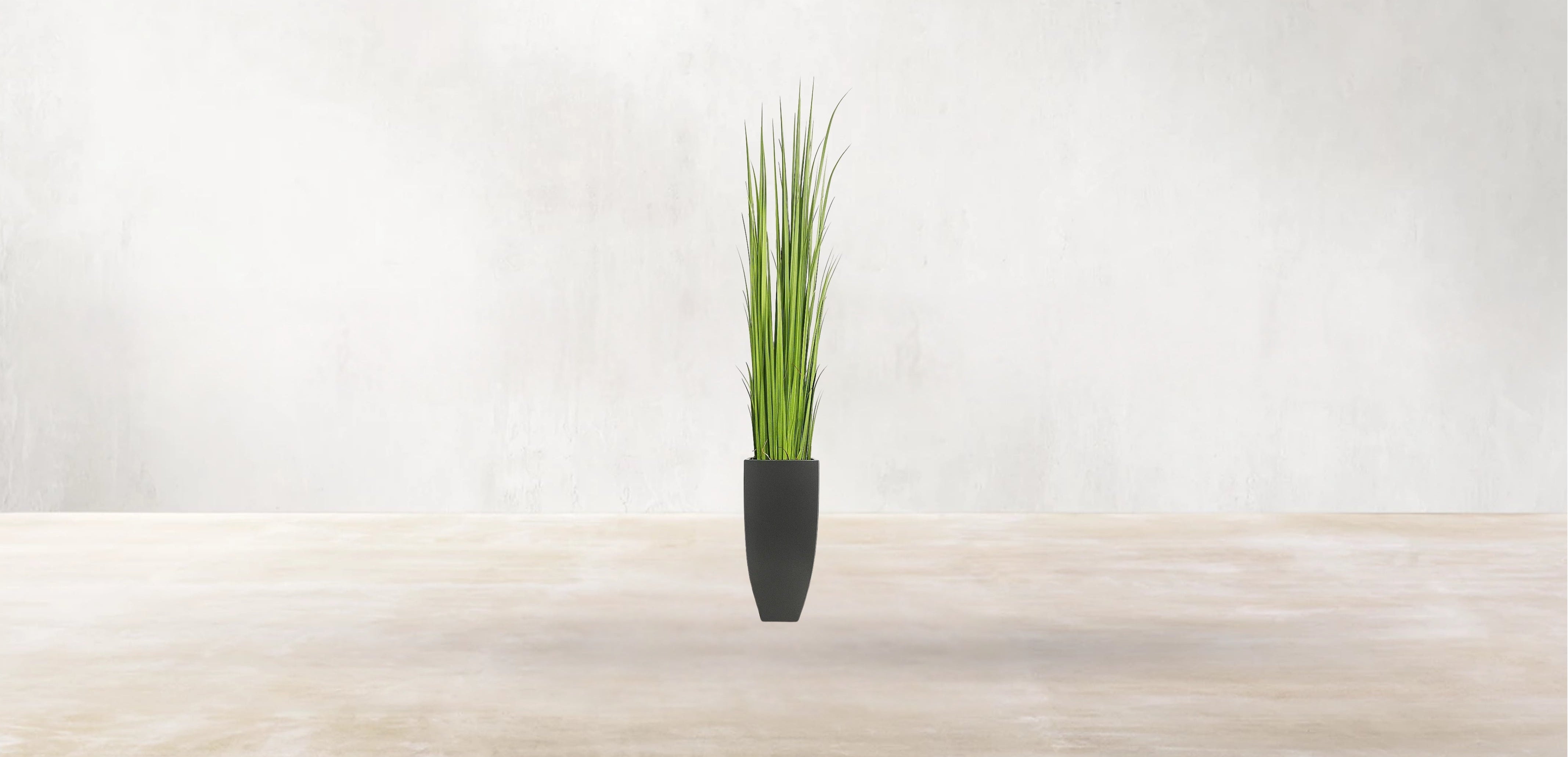 Vetiver Grass of South Asia