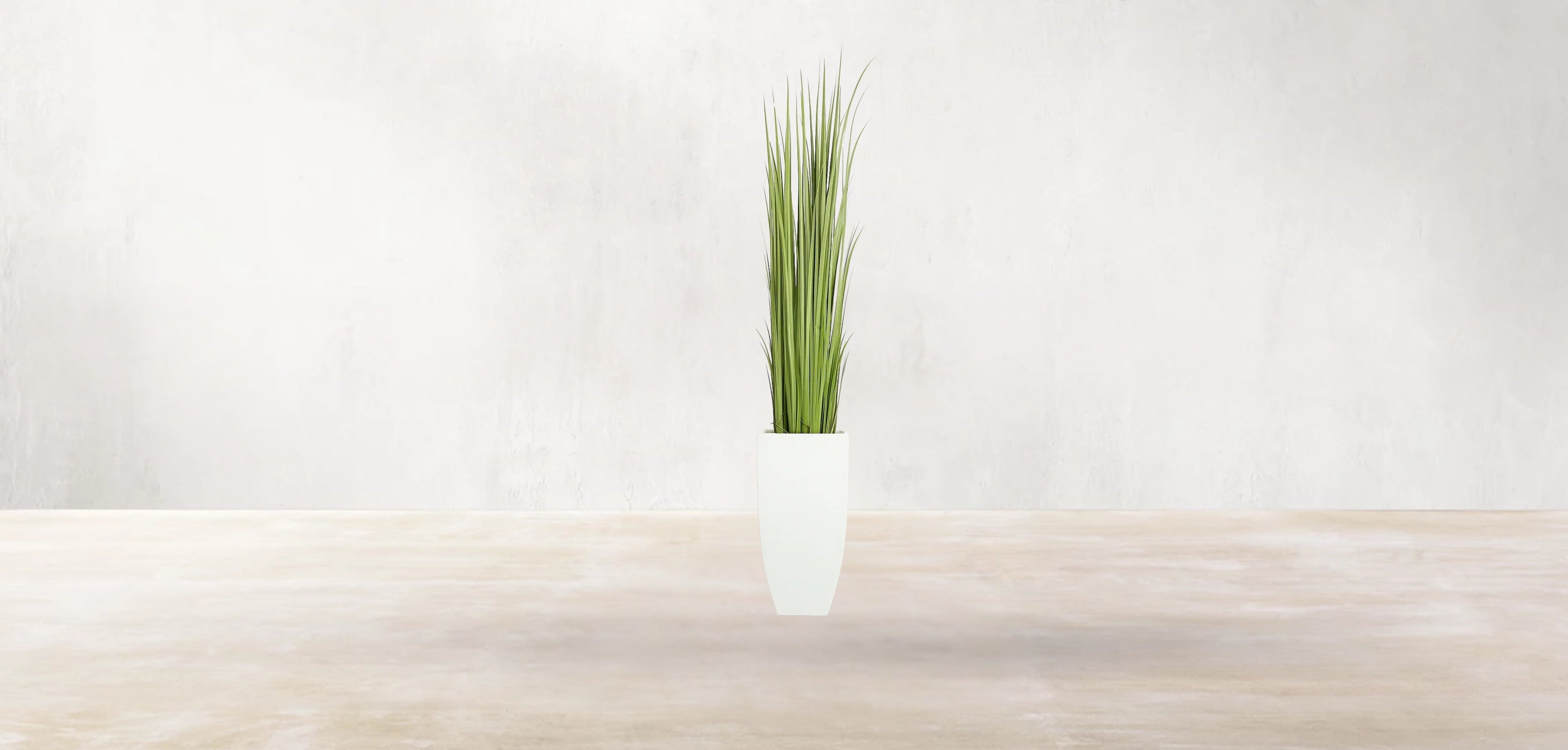 Vetiver Grass of South Asia