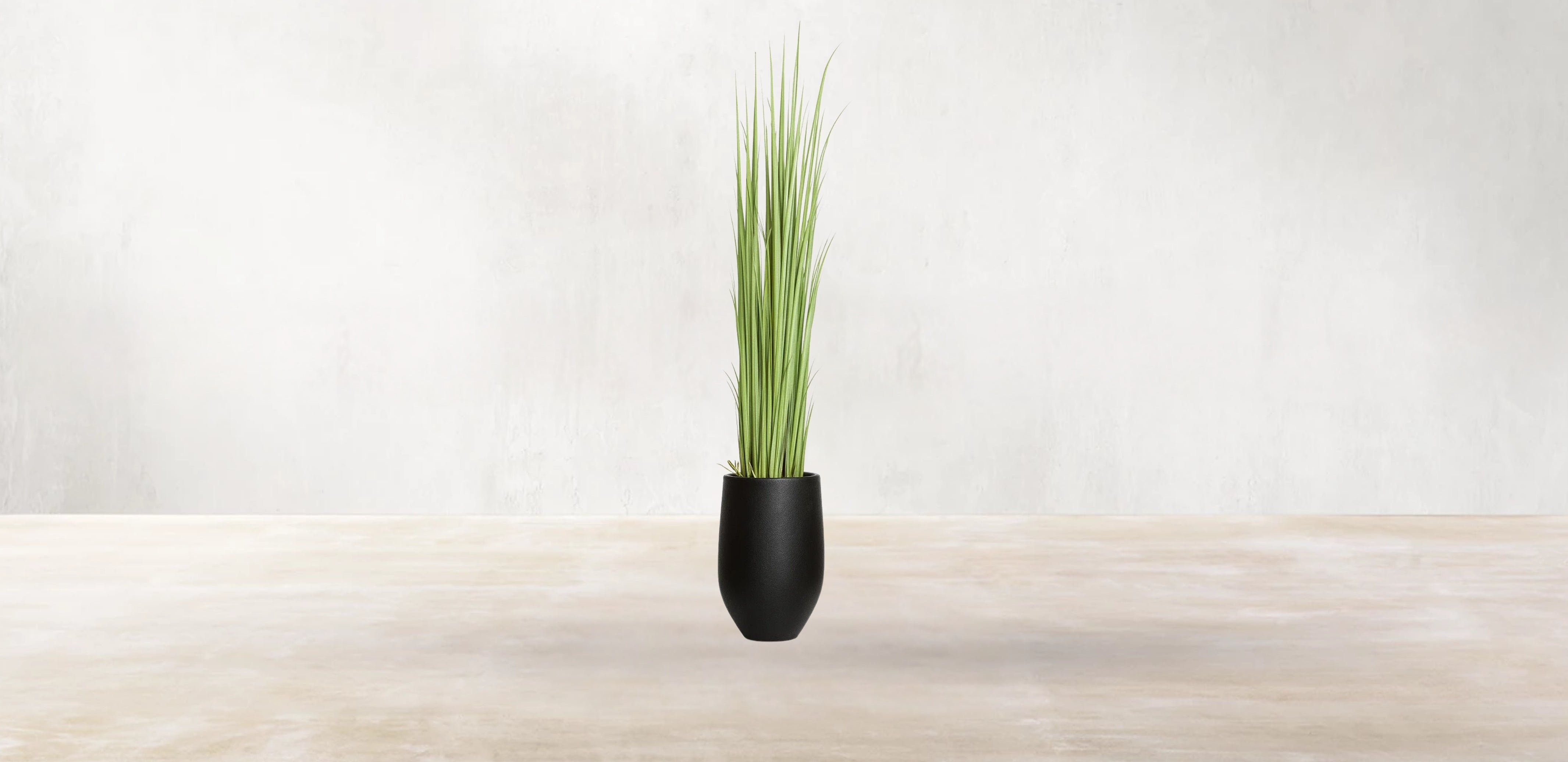 Vetiver Grass of South Asia