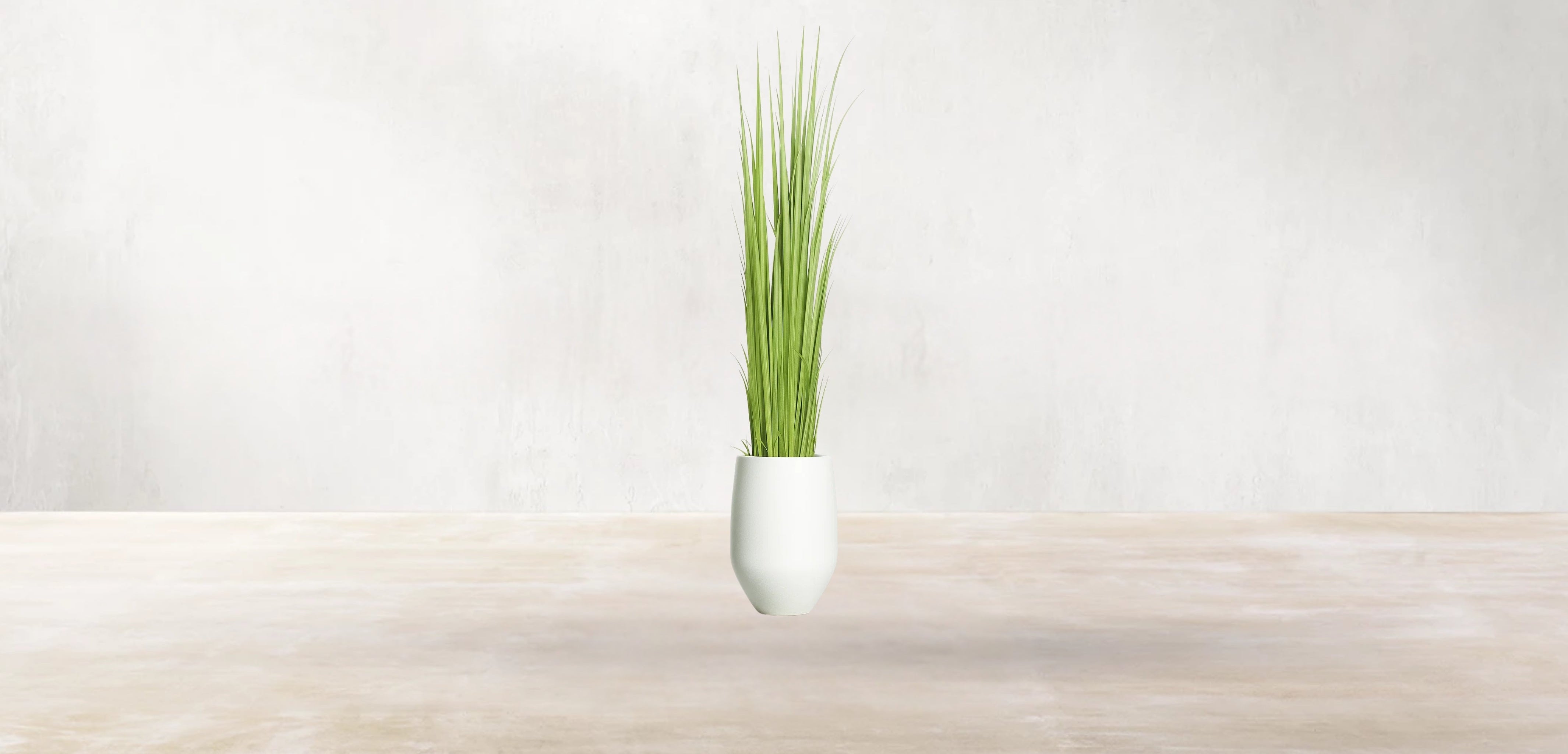 Vetiver Grass of South Asia